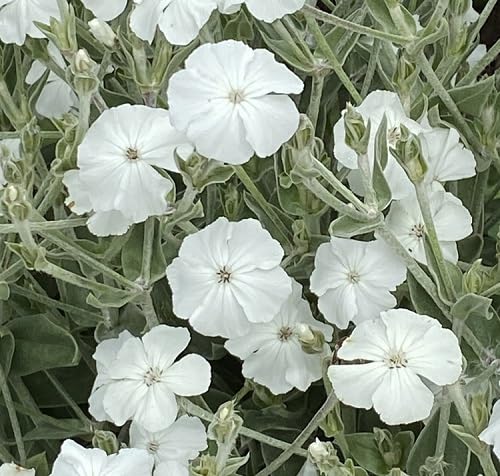 White Lychnis Flower Seeds Heirloom Non-GMO High Germination Organic Garden Seeds for Planting