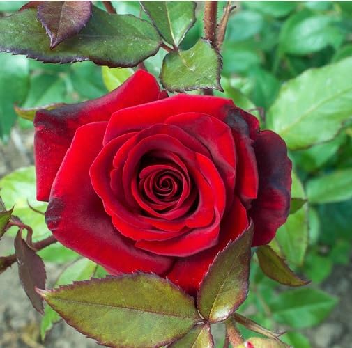 Red Rose Flower Seeds for Planting – Heirloom Non-GMO High Germination Organic Garden Seeds