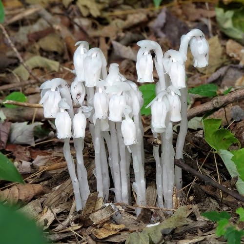 White Monotropa Uniflora Flower Seeds – Heirloom, Non-GMO, High Germination Seeds