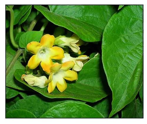 Yellow Telosma Flower Seeds Heirloom Non-GMO High Germination Organic Garden Seeds