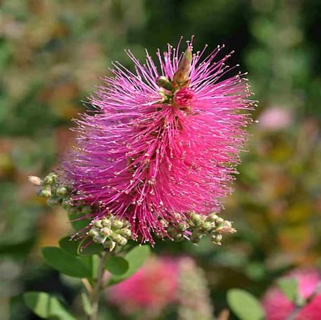 pink callistemon flower seeds