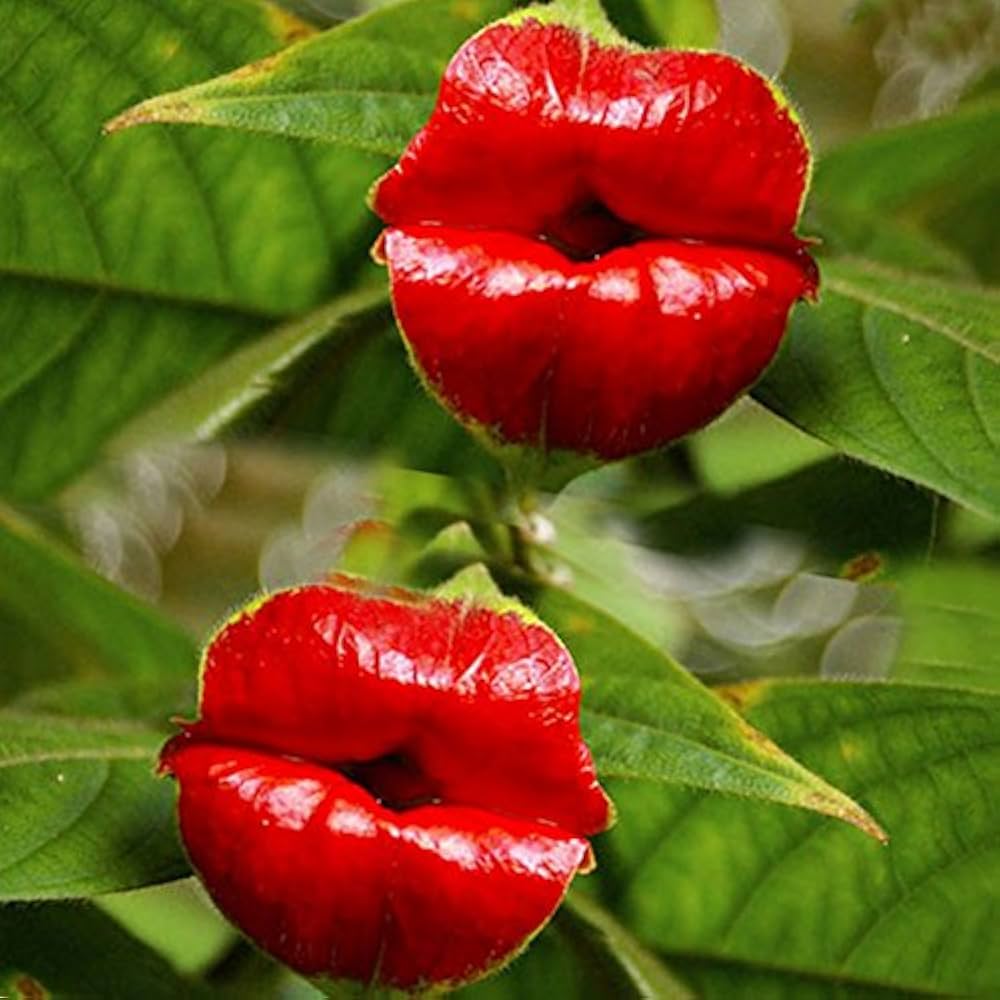 red blazing flower seeds