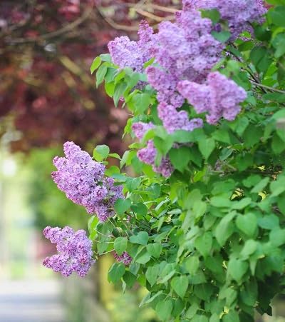 Purple Common Lilac Flower Seeds for Planting Heirloom Non-GMO High Germination Organic Garden Seeds