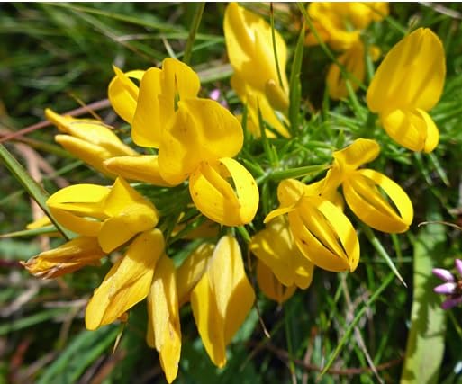 Ulex Flower Seeds for Planting – Heirloom, Non-GMO, High Germination