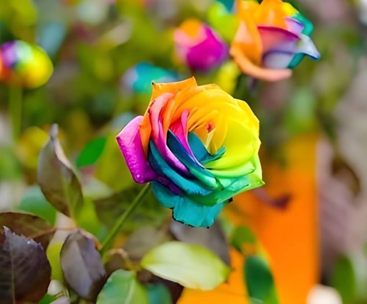 Rainbow Rose Seeds for Planting