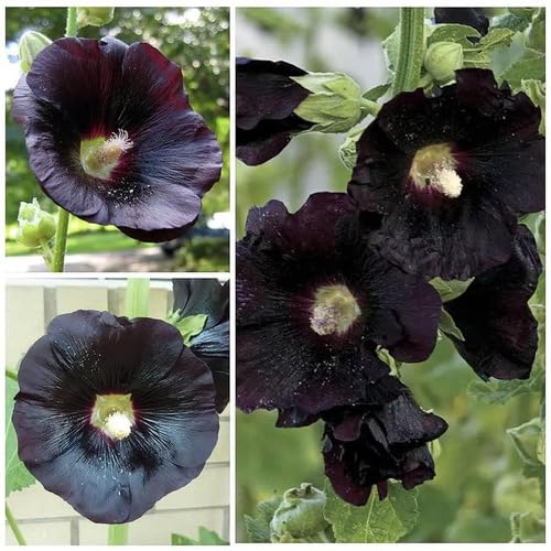 Dark Black Hollyhock Flower Seeds – Heirloom, Non-GMO, High Germination Organic Garden Seeds