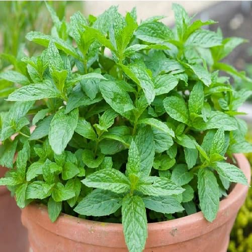 Green Mint Plant Seeds Heirloom Non-GMO High Germination Organic Garden Seeds for Planting