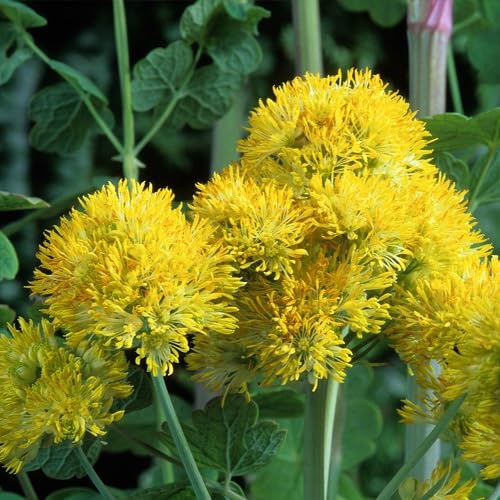 yellow thalictrum flower seeds