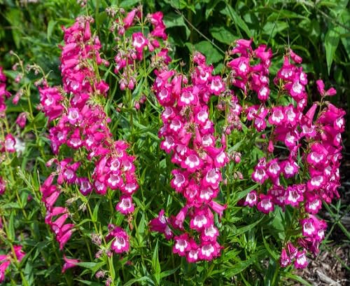 Penstemon Flower Seeds – Heirloom, Non-GMO, High Germination Organic Garden Seeds for Planting