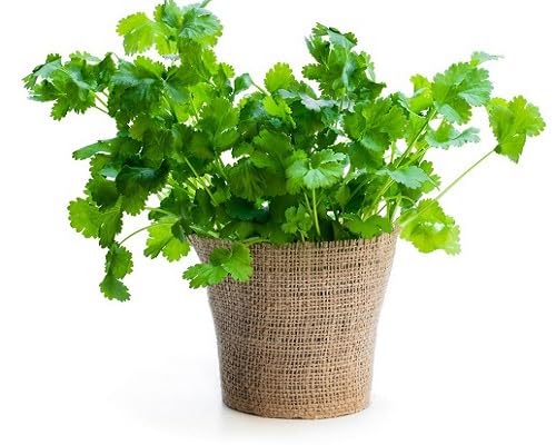 Coriander Plant Seeds Green Heirloom Non-GMO High Germination Organic Garden Seeds for Planting