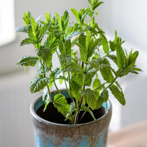 Green Mint Plant Seeds Heirloom Non-GMO High Germination Organic Garden Seeds for Planting