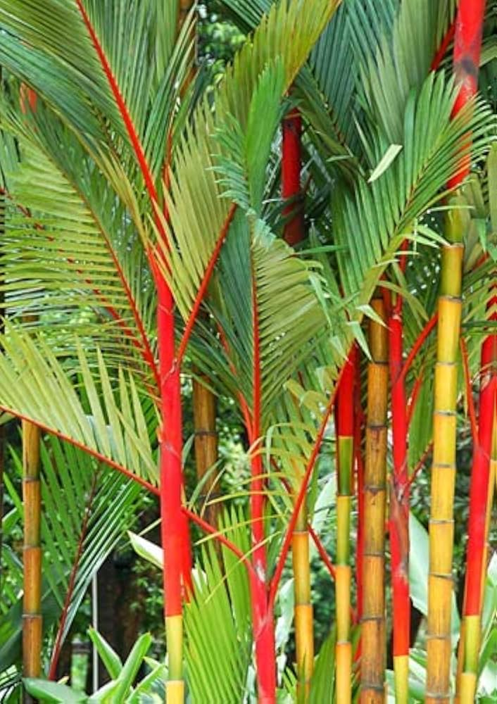 red costa flower seeds