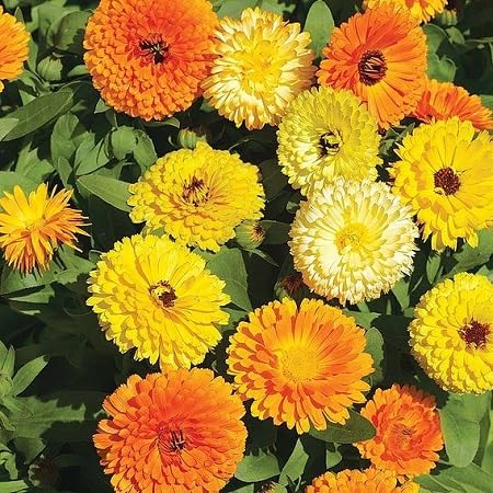 Calendula Flower Seeds Mixed – Heirloom, Non-GMO, High Germination Organic Garden Seeds