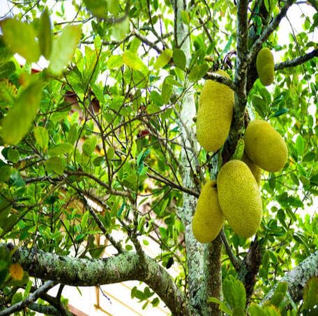Green Marang Seeds – Heirloom, Non-GMO, High Germination Organic Garden Seeds