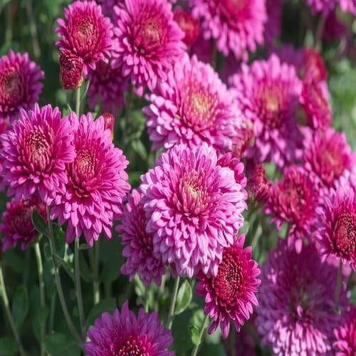 chrysanthemumflowerpinkheirloomnongmo flower seeds