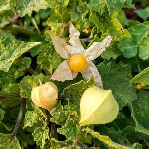 Yellow Alkekengi Seeds Heirloom Non-GMO High Germination Organic Garden Seeds for Planting