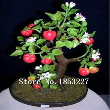 redapplefruitheirloomnongmo flower seeds