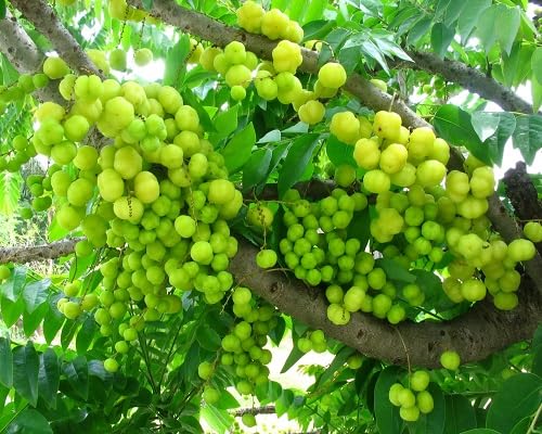 Green Gooseberry Seeds – Heirloom, Non-GMO, High Germination Organic Garden Seeds
