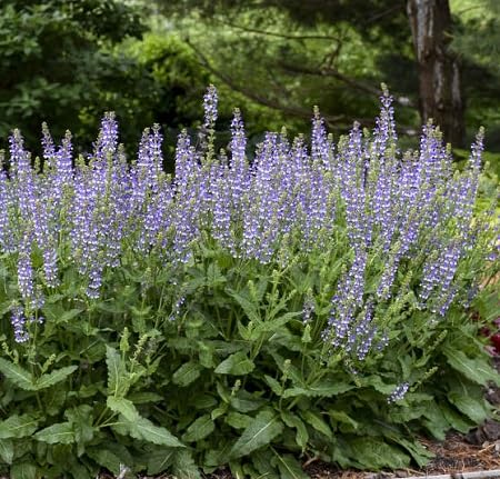 Salvia Azurea Flower Seeds – Heirloom Non-GMO High Germination Organic Garden Seeds
