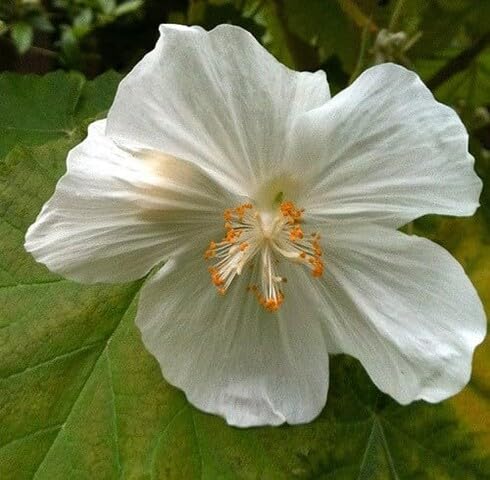 White Vitifolium Flower Seeds Heirloom Non-GMO High Germination Organic Garden Seeds