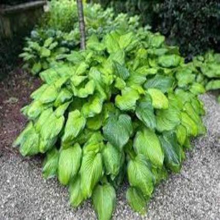 hosta green seeds