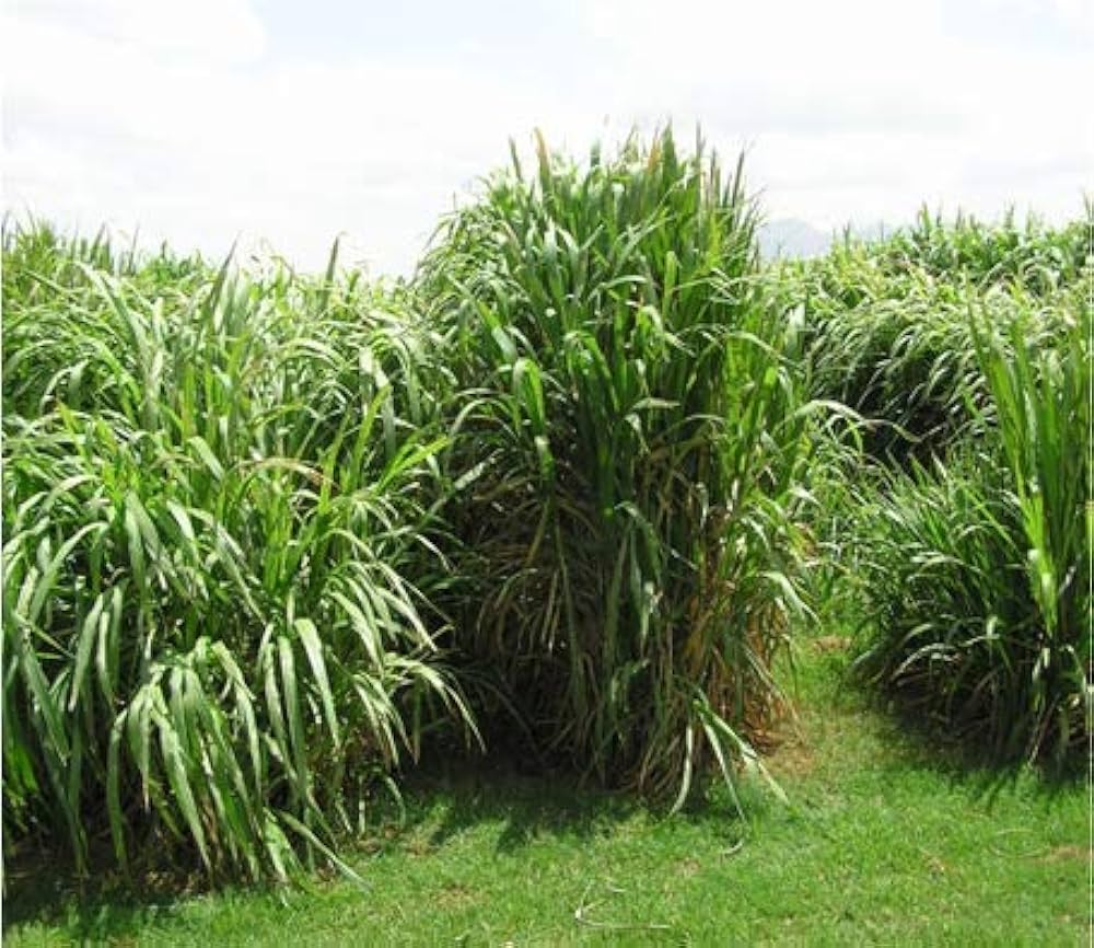 graines pennisetum flower seeds