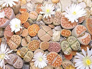 fragrant cactus flower seeds