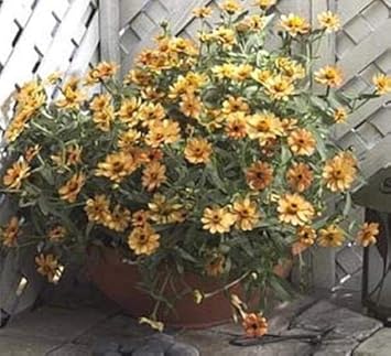 yellowabundanceflowerheirloomnongmo flower seeds