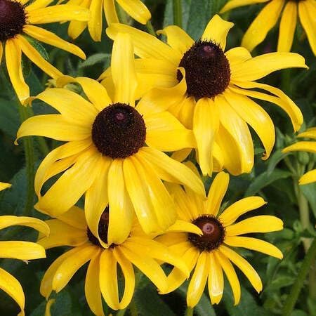 Rudbeckia Triloba Flower Seeds for Planting – Heirloom, Non-GMO, High Germination Organic Garden Seeds