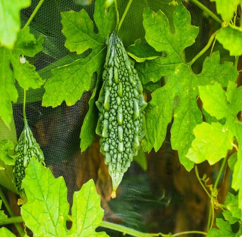 Green Bitter Melon Seeds – Heirloom, Non-GMO, High Germination Organic Garden Seeds Planting