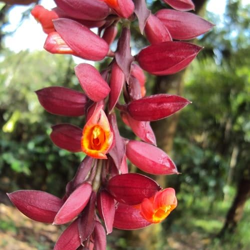 Thunbergia Coccinea Flower Seeds Heirloom Non-GMO High Germination Organic Garden Seeds for Planting