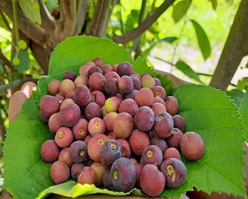 Phalsa Seeds Heirloom Non-GMO High Germination Organic Garden Seeds for Planting
