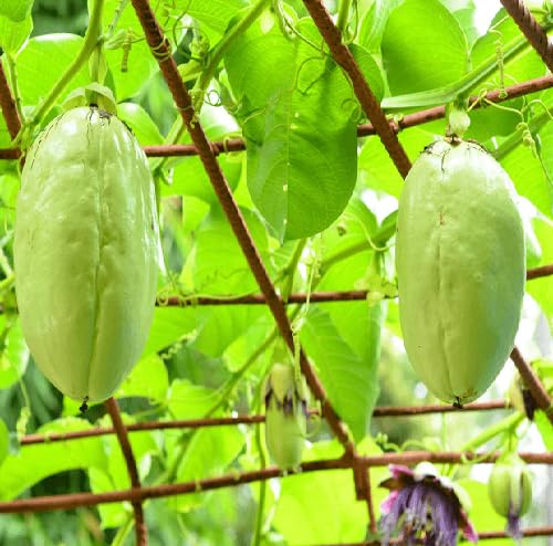 Green Giant Granadilla Seeds for Planting – Heirloom Non-GMO High Germination Organic Garden Seeds