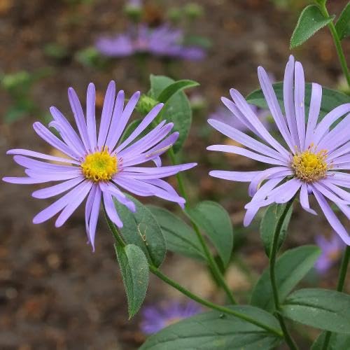 Violet Frikartii Flower Seeds – Heirloom, Non-GMO, High Germination Organic Garden Seeds for Planting