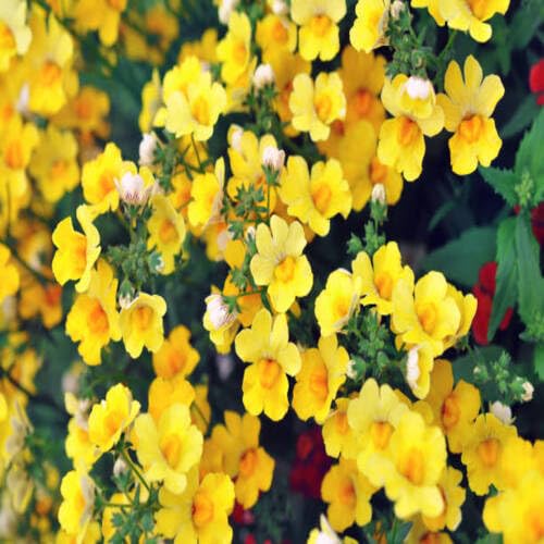 nemesia flower heirloom non-gmo seeds
