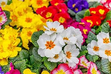primulaflowerheirloomnongmo flower seeds