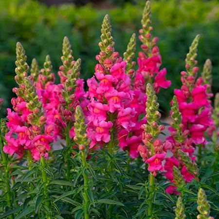 Semillas de flores de Antirrhinum Majus rosa – Semillas de jardín orgánicas de reliquia, sin OMG, de alta germinación para sembrar