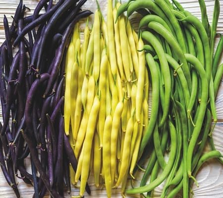 Semillas de Frijoles – Antiguas, sin OMG, de Alta Germinación, para Plantar en Jardín Orgánico