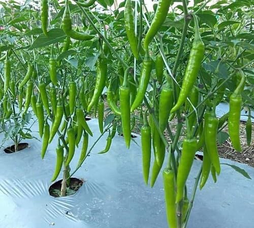 Pepper Green Seeds – Heirloom, Non-GMO, High Germination Organic Garden Seeds Planting