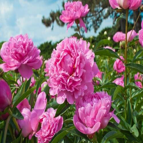 poeny flower heirloom non-gmo seeds