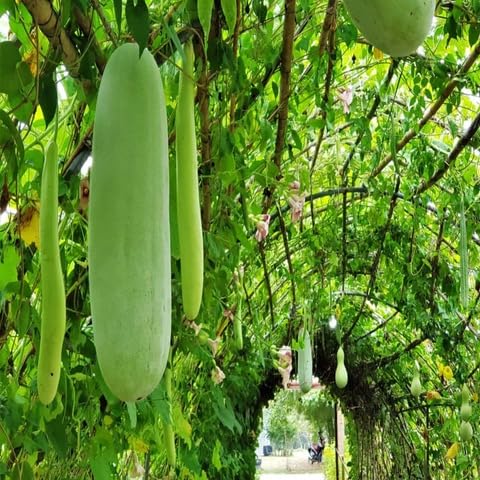 Ash Gourd Seeds – Heirloom, Non-GMO, High Germination Organic Garden Seeds Planting