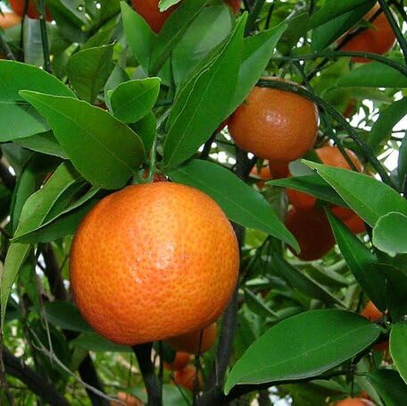 Orange Clementine Seeds for Planting – Heirloom Non-GMO High Germination Organic Garden Seeds