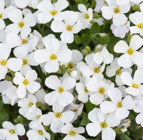 White Aubrieta Flower Seeds Heirloom Non-GMO High Germination Organic Garden Seeds