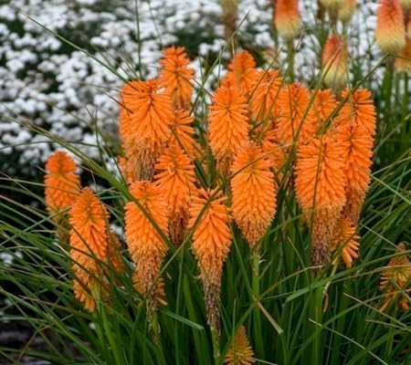 Fackellilien-Blumensamen – Heirloom, gentechnikfrei, hochkeimende Bio-Gartensamen zum Pflanzen