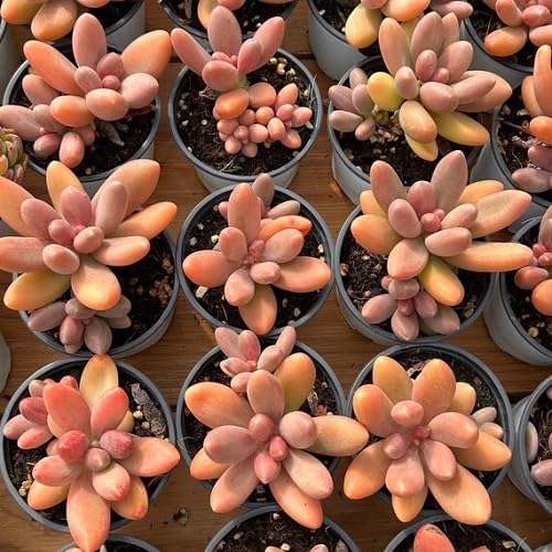 Orange Pachyphytum Plant Seeds – Heirloom, Non-GMO, High Germination Organic Garden Seeds