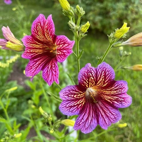 Semillas de Flores de Salpiglossis Morada – Semillas de Jardín Orgánicas Herencia No Modificadas Genéticamente de Alta Germinación