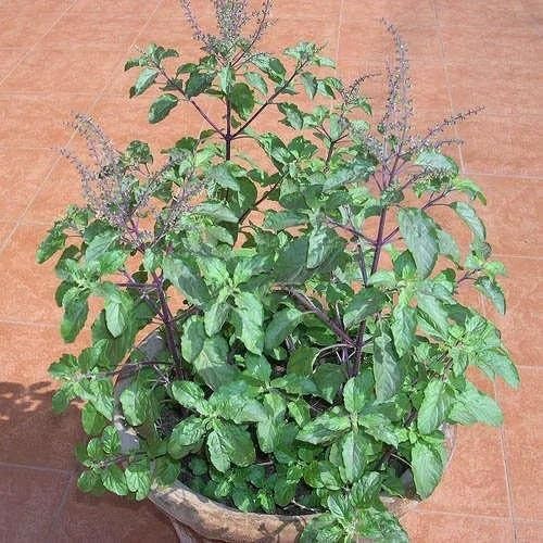 Green Basil Tulsi Plant Seeds Heirloom Non-GMO High Germination Organic Garden Seeds for Planting