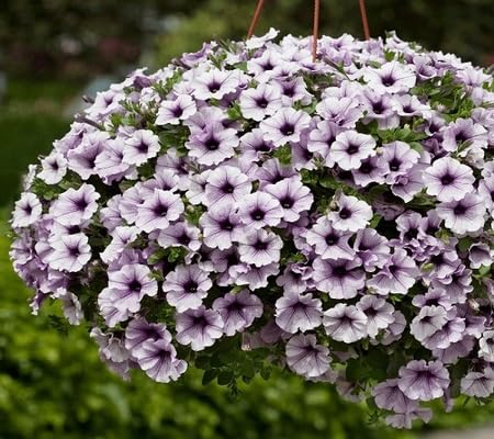 Petunia Flower Seeds Heirloom Non-GMO High Germination Organic Garden Seeds for Planting