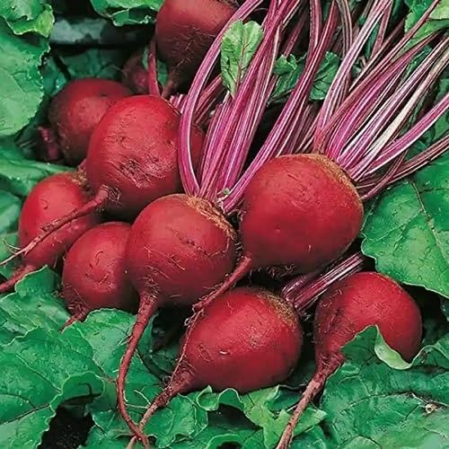 Beetroot Red Seeds – Heirloom, Non-GMO, High Germination Organic Garden Seeds Planting