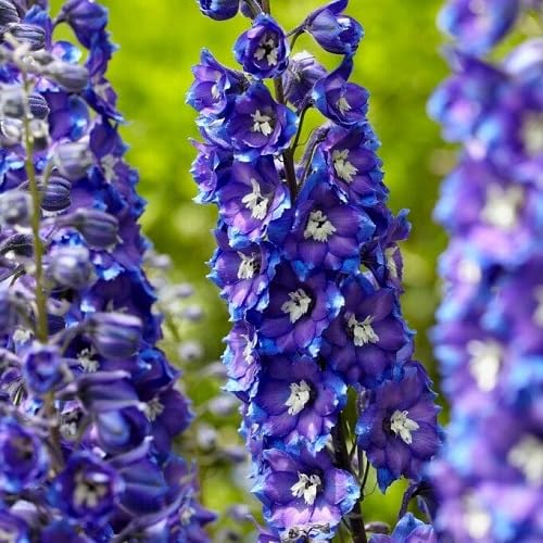 Violet Larkspur Flower Seeds – Heirloom Non-GMO High Germination Organic Garden Seeds